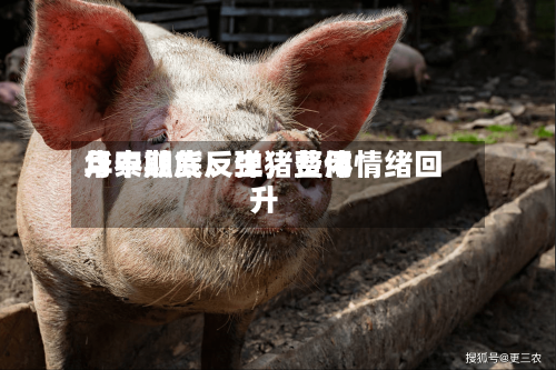 华泰期货：生猪费用月中触底反弹，整体情绪回升-第2张图片