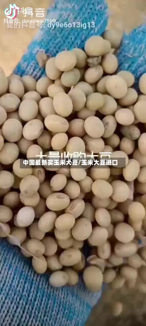 中国最新买玉米大豆/玉米大豆进口