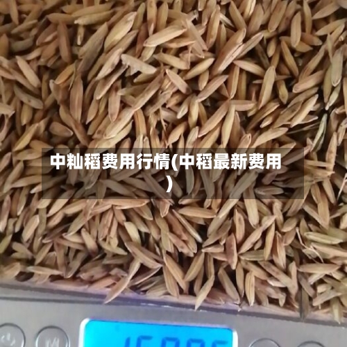 中籼稻费用行情(中稻最新费用)-第2张图片