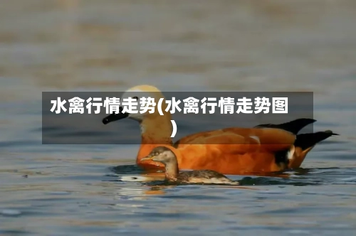 水禽行情走势(水禽行情走势图)
