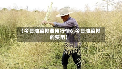 【今日油菜籽费用行情6,今日油菜籽的费用】-第3张图片