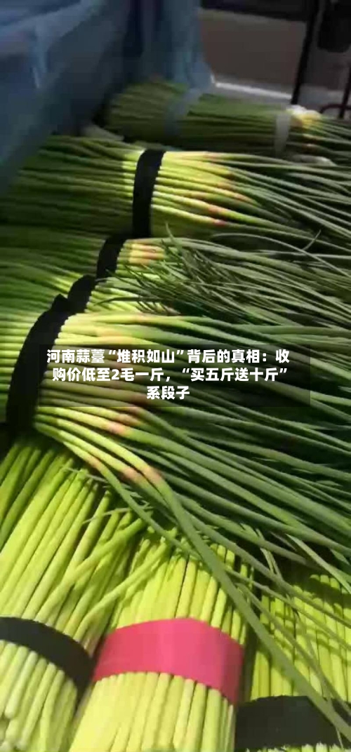 河南蒜薹“堆积如山”背后的真相：收购价低至2毛一斤，“买五斤送十斤	”系段子-第2张图片