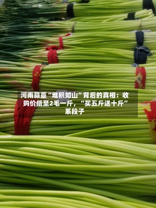 河南蒜薹“堆积如山	”背后的真相：收购价低至2毛一斤	，“买五斤送十斤”系段子-第3张图片