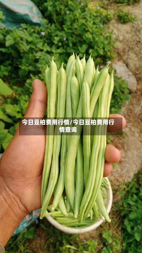 今日豆柏费用行情/今日豆柏费用行情查询