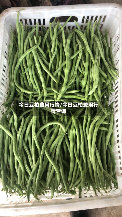 今日豆柏费用行情/今日豆柏费用行情查询-第2张图片