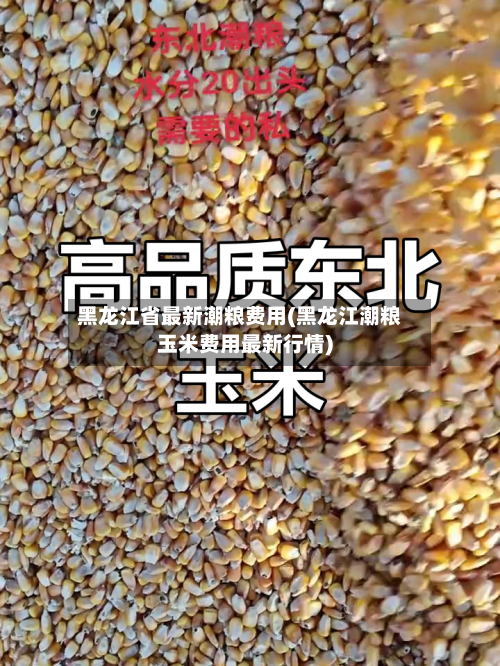黑龙江省最新潮粮费用(黑龙江潮粮玉米费用最新行情)-第2张图片