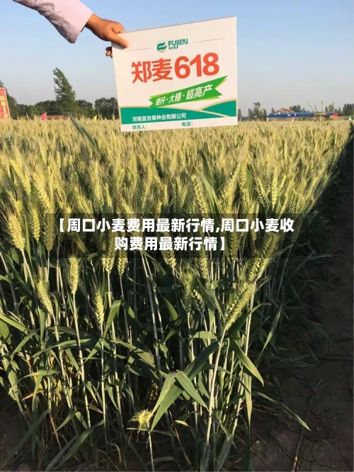 【周口小麦费用最新行情,周口小麦收购费用最新行情】-第3张图片