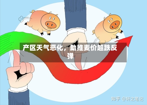 产区天气恶化，助推麦价超跌反弹