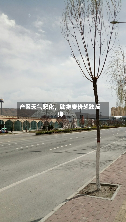 产区天气恶化，助推麦价超跌反弹-第3张图片