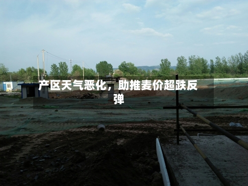 产区天气恶化，助推麦价超跌反弹-第2张图片