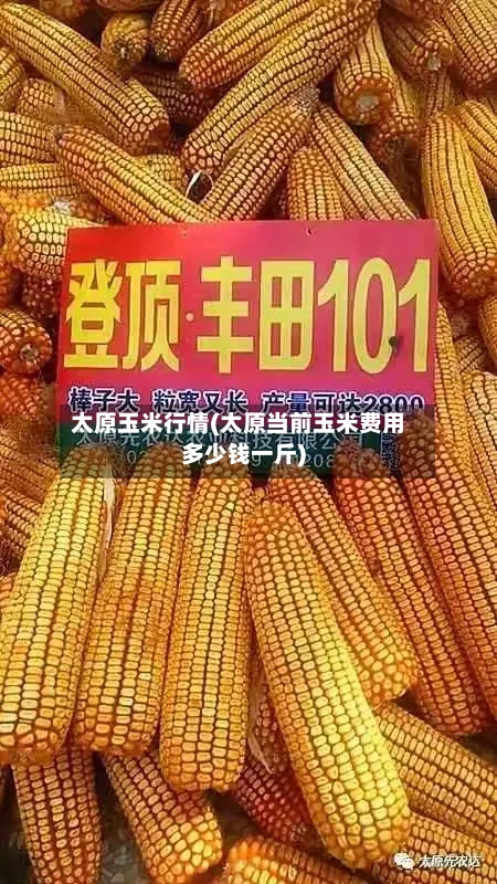 太原玉米行情(太原当前玉米费用多少钱一斤)-第2张图片