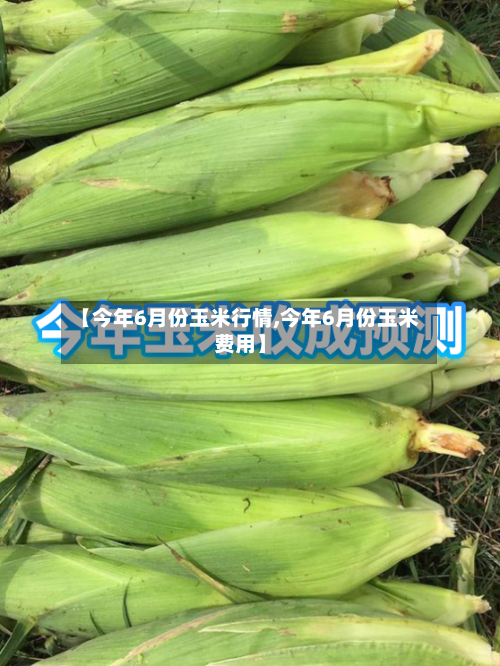 【今年6月份玉米行情,今年6月份玉米费用】-第3张图片